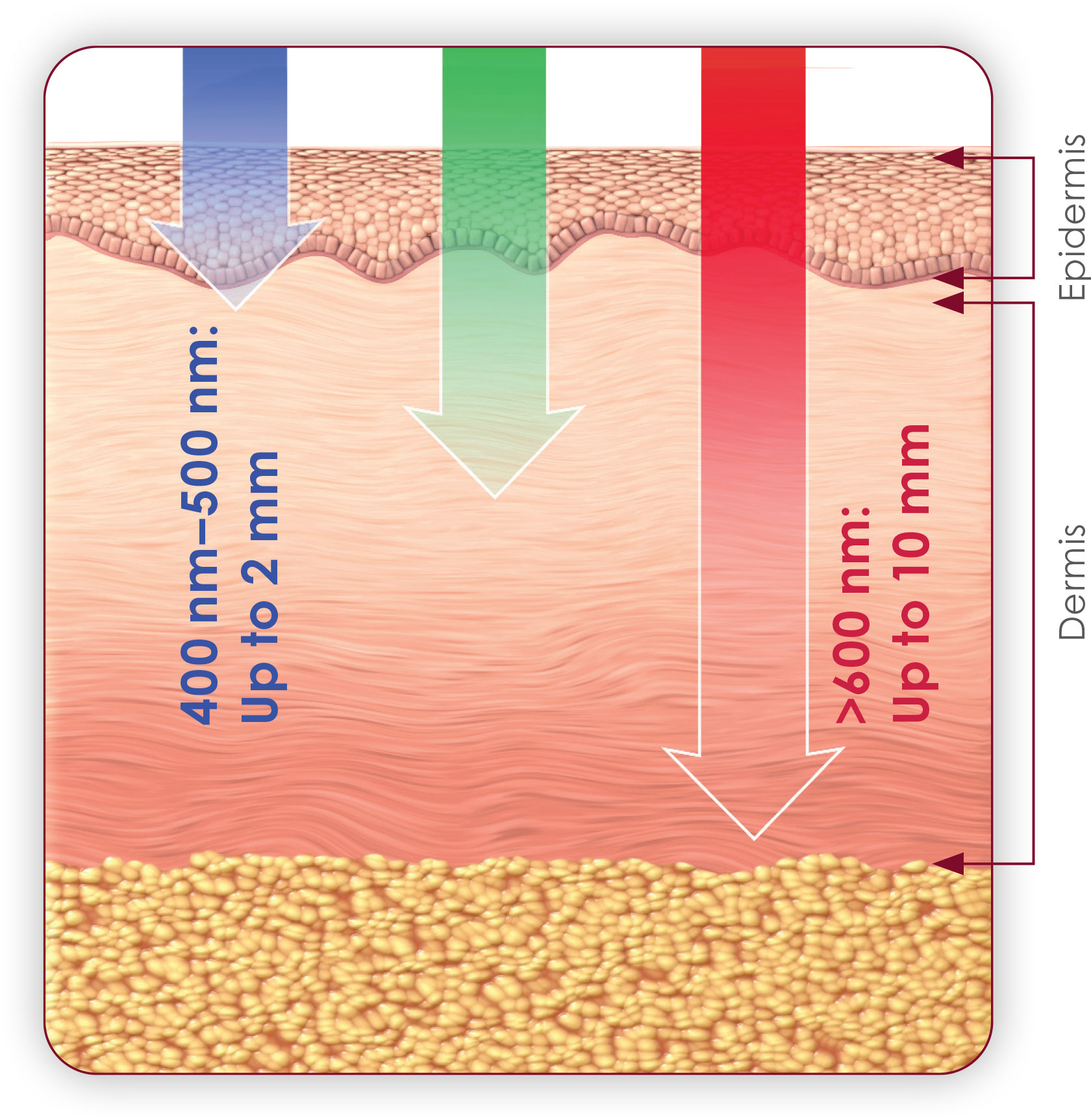 2-D Schematic showing the 3 layers of the skin, the epidermis, the dermis and the hypodermis with arrow figures depicting how 3 different wavelengths of light penetrate differently into the layers of the skin. Red light with a wavelength of 600 nanometers or greater penetrates up to 10 millimeters deep into the dermis, green light penetrates past the epidermis and into the dermis, blue light with a wavelength of 400-500 nanometers penetrates up to 2 millimeters, just past the epidermis.