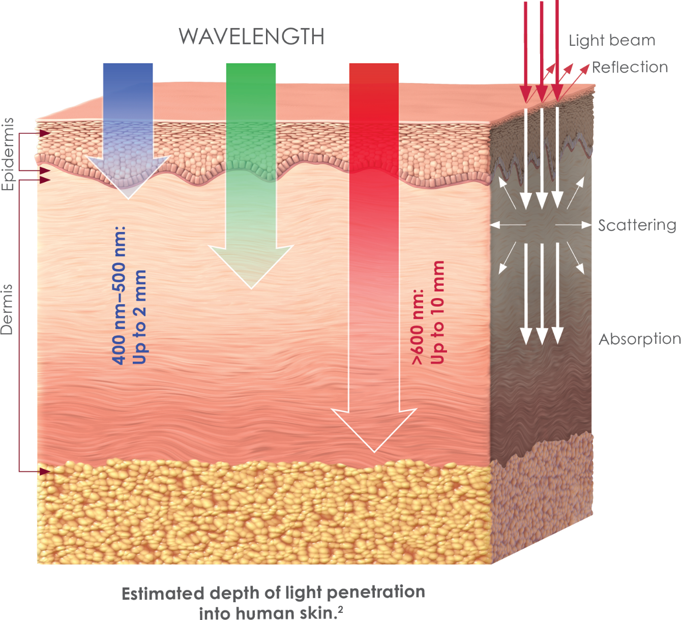 Diagram showing estimated depth of light penetration into human skin by wavelength. The image depicts a cross-section of skin labeled with the epidermis and dermis. A blue arrow (400–500 nm) penetrates up to 2 mm, a green arrow (500–700 nm) penetrates up to 4 mm, and a red arrow (>700 nm) penetrates up to 10 mm. Light beams enter from above, with sections labeled reflection, scattering, and absorption to illustrate how light interacts with skin layers.